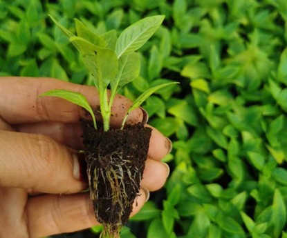 繁星花（穴盤苗）